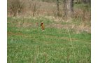 Property photo 30 - 137 Acres in 2 Tracts - 64 Tillable Acres, Potential Building Sites, Hunting